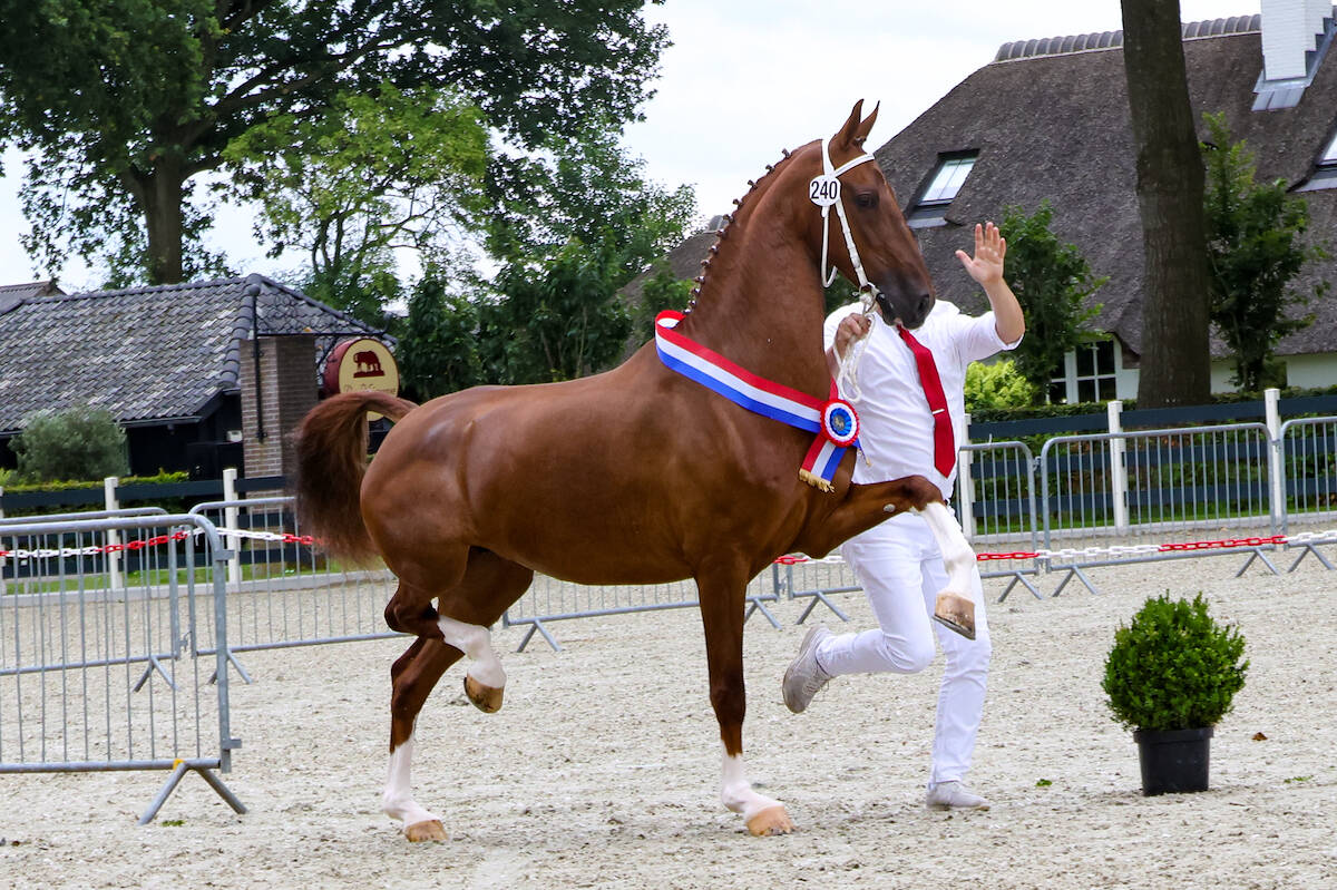 CK Lunteren: Nalanita kampioen bij de keur/elitemerries