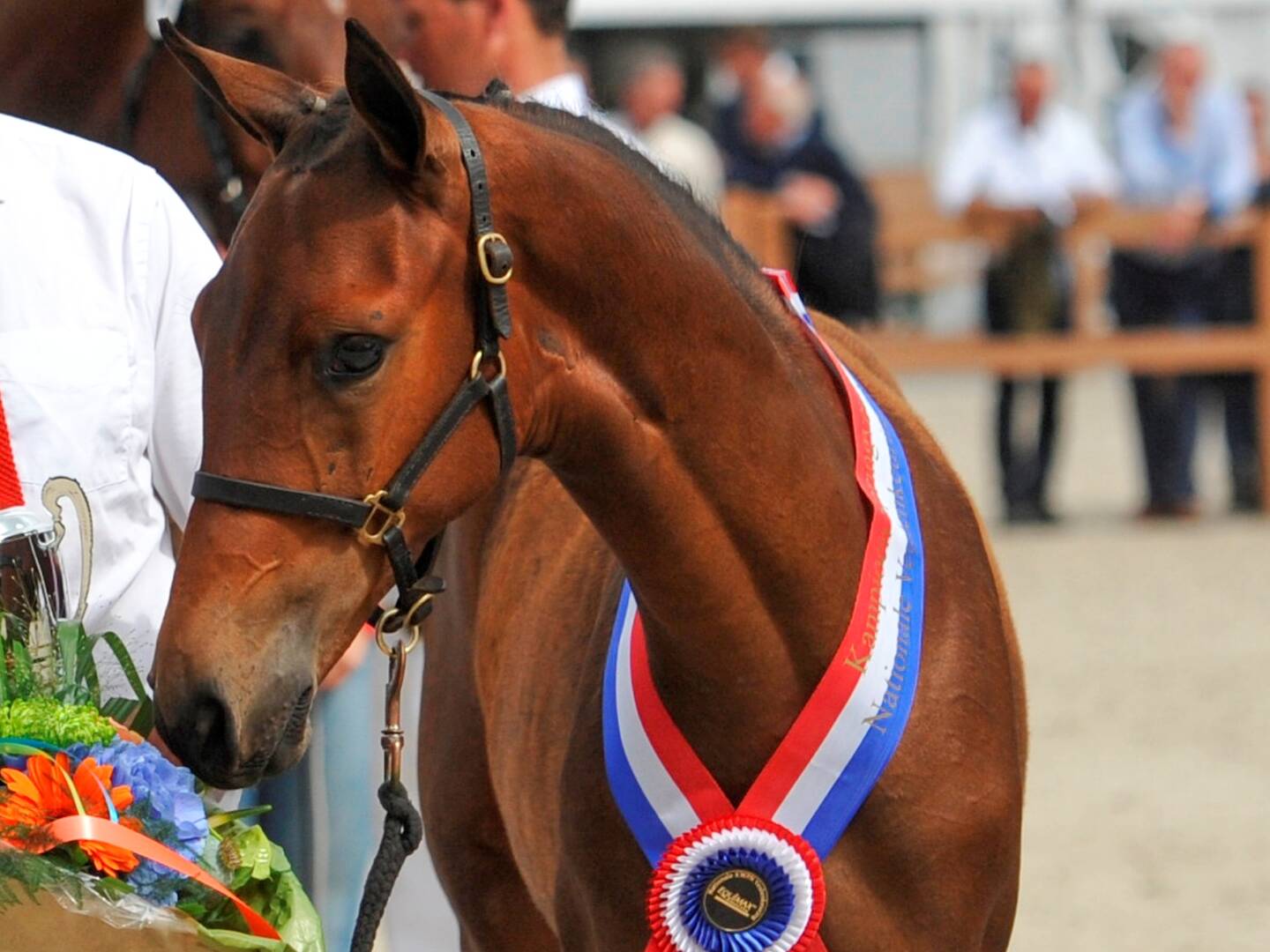 Programma en catalogus Veulenkeuring Zeeland
