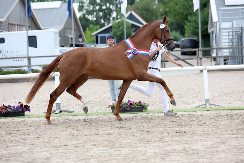CK Zuid-Holland: Special fantastische dressuurkoningin
