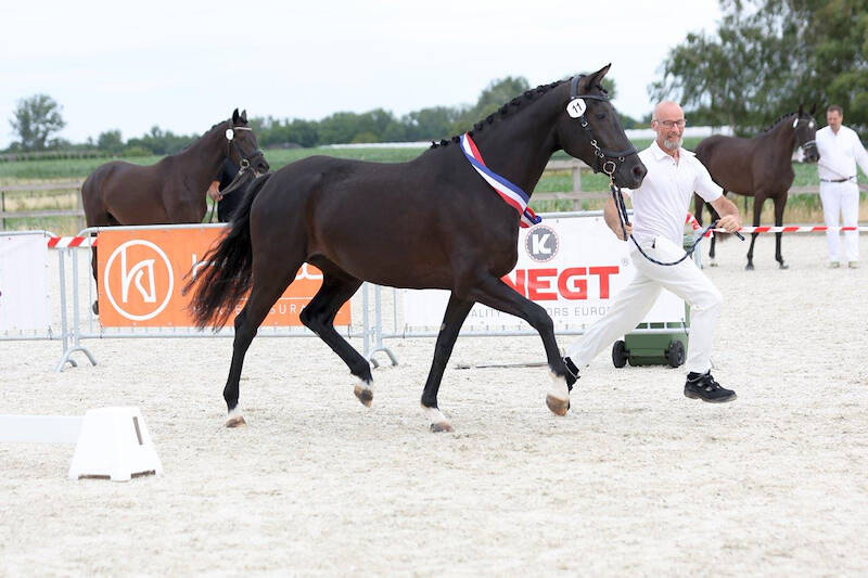 CK België: Rosarijke waardig kampioen oudere merries