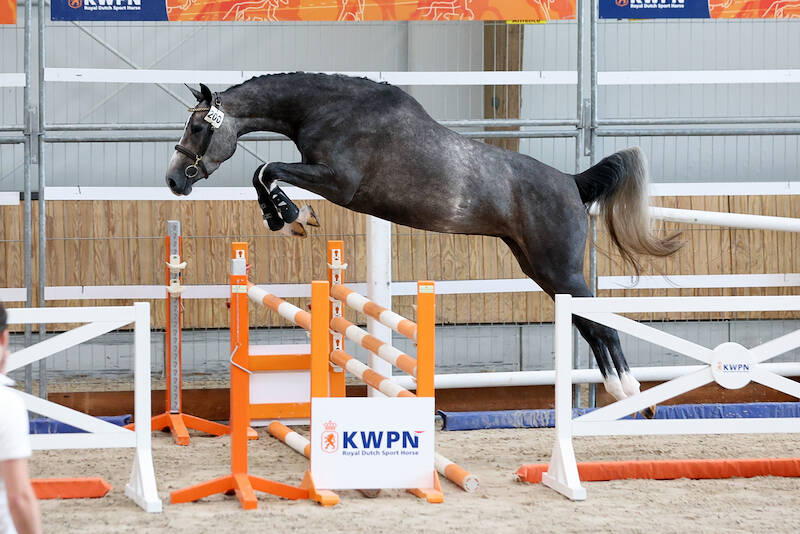 SK JongKWPN: Saragossa KJV kampioen van de springmerries
