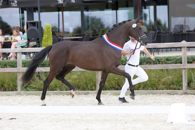 CK België: Driejarige Koningin So Charming C-Two