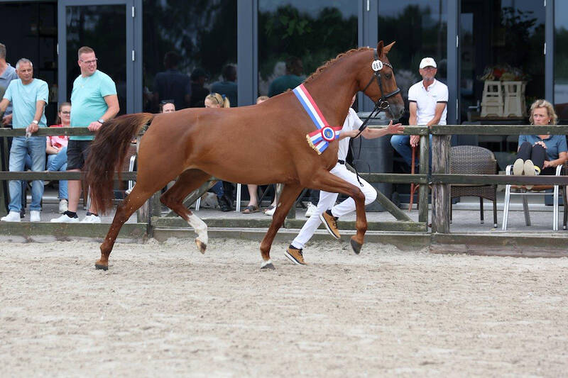 CK Zuid-Holland: Passion V.S. fijne kampioen oudere merries