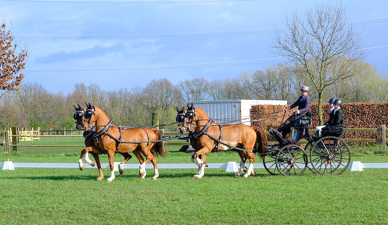 WK Vierspannen: op één na, alle paarden fit to compete