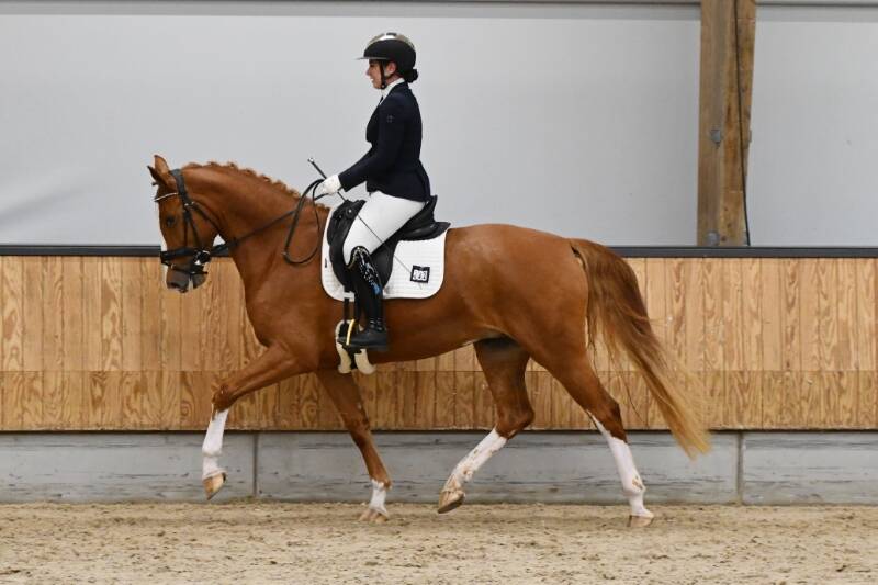 IBOP Gelders Paard: hoogste scores voor Sinkie GW en Sara