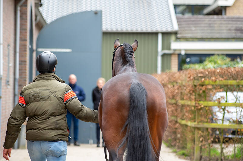One jumper stallion qualifies for delivery via second chance