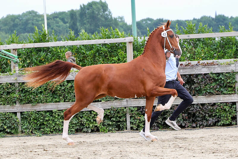CK TP: Macho-dochter Toletta steelt de show