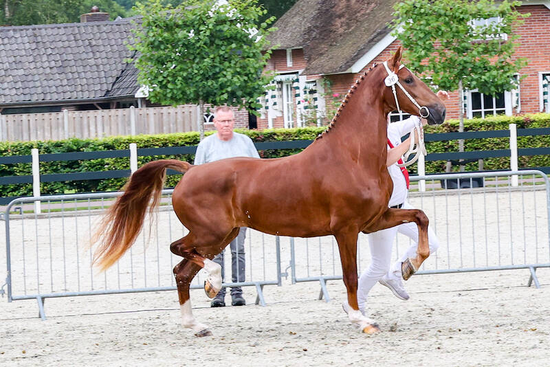 CK Lunteren: Macho-dochter Scarlett van de Koerberg kampioen driejarige tuigpaardmerries