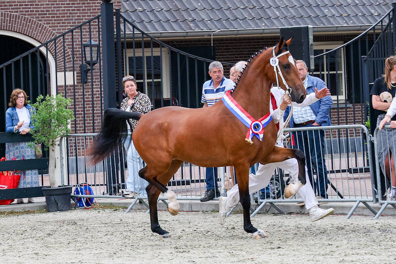 CK Lunteren: Magnifiek-dochter Tonita beste tweejarige en tevens Algemeen Kampioen