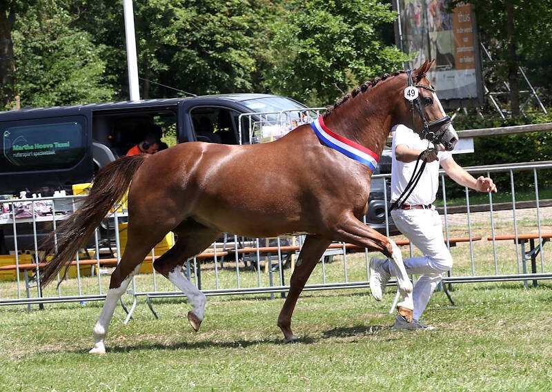 NDGP: Olivia van de Selevia Hoeve kampioen oudere merries