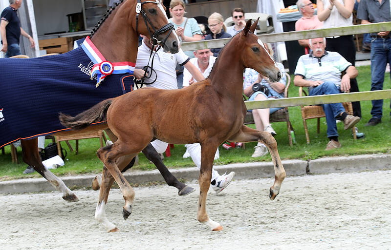 CK Drenthe: Vanino beste dressuurveulen