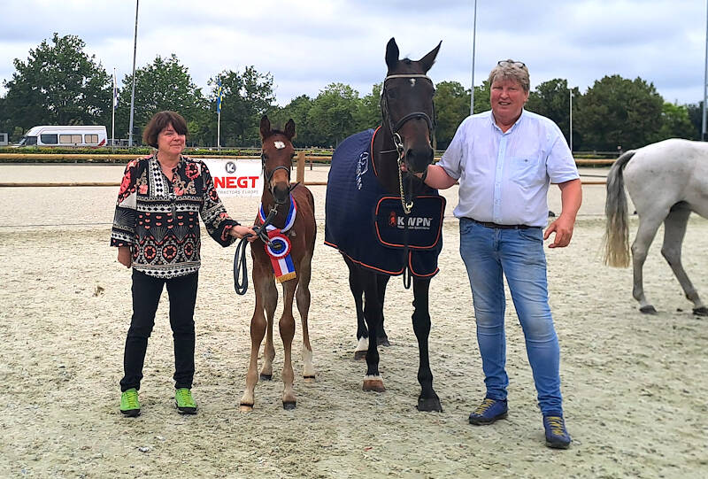 CK Drenthe: Verstappen LK beste springveulen