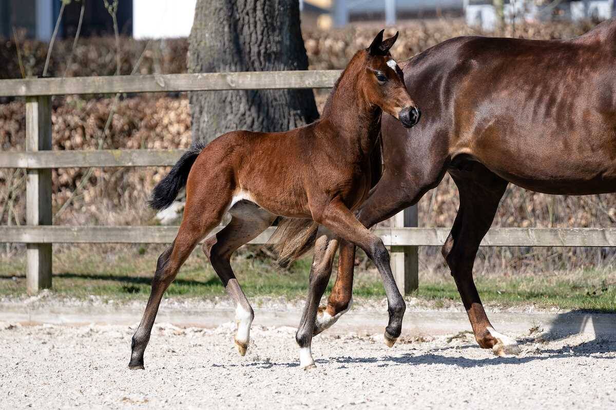KWPN Select Sale and Horses & Dreams present exclusive foal collection