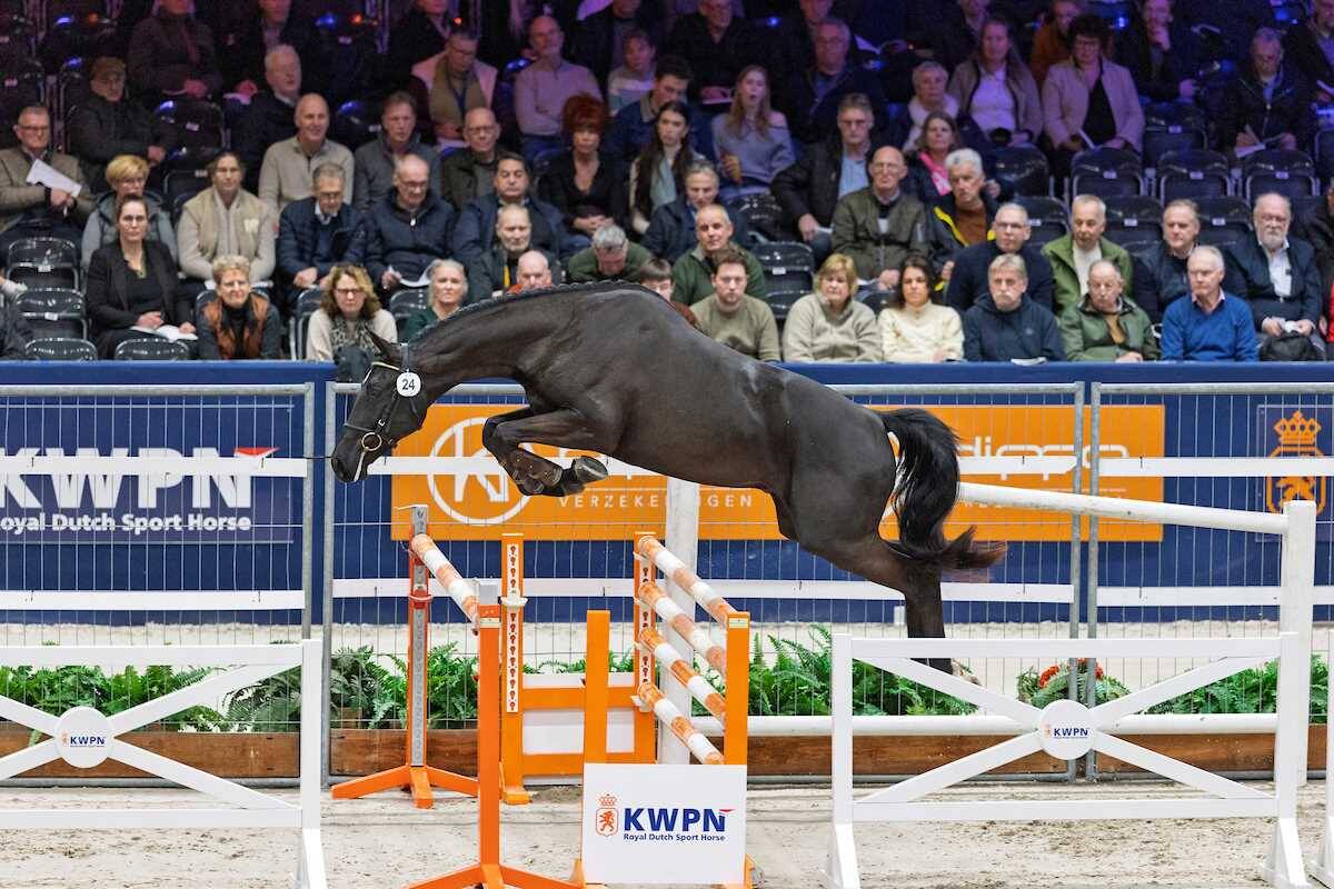 KWPN Select Sale start om 15.15 uur, Seger V. naar kampioenskeuring