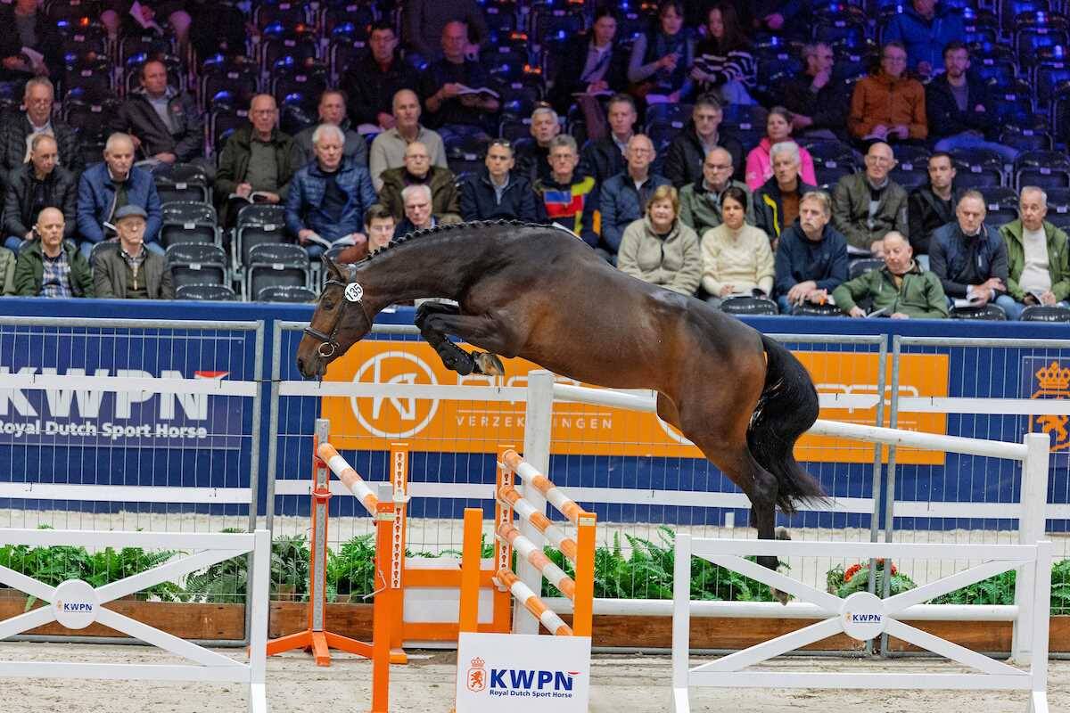 KWPN Select Sale: auction order published