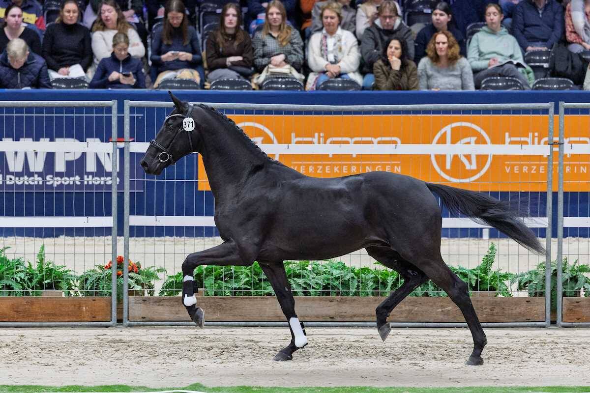 KWPN Select Sale: 280,000 euros for premium stallion Scaramouche