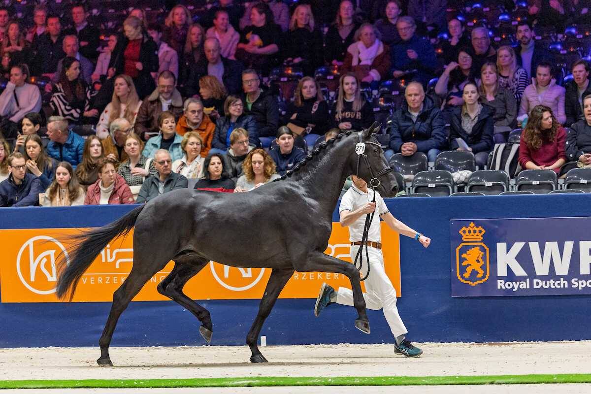 KWPN Select Sale collection takes shape at first-round viewing