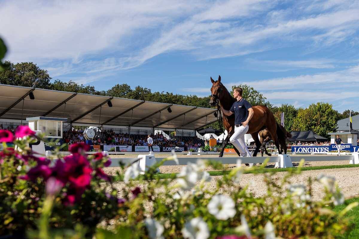 Vanavond om 20.30 uur allereerste veulenveiling KWPN x Oldenburg
