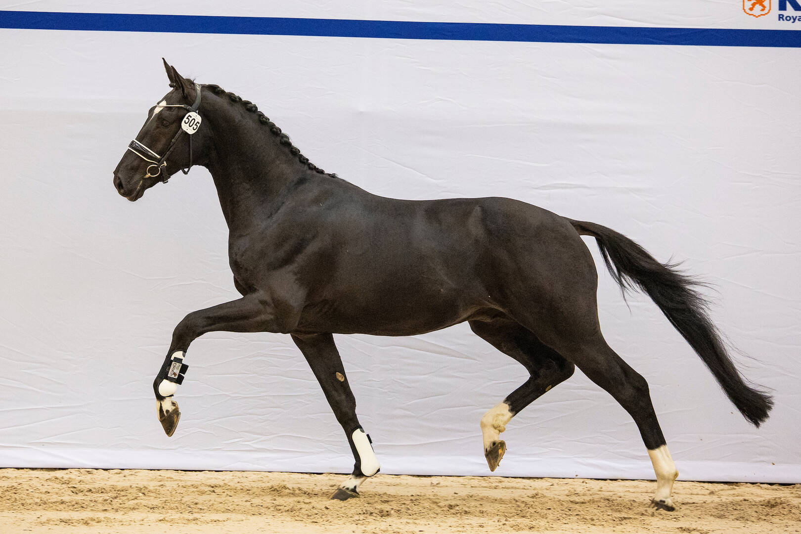 Alice Tarjan on KSS talent Tycoon: “This will definitely be a Grand Prix horse”