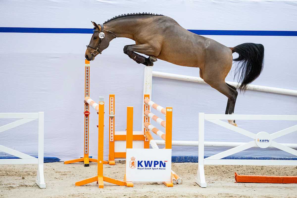 Strongest KWPN Select Sale collection ever launched