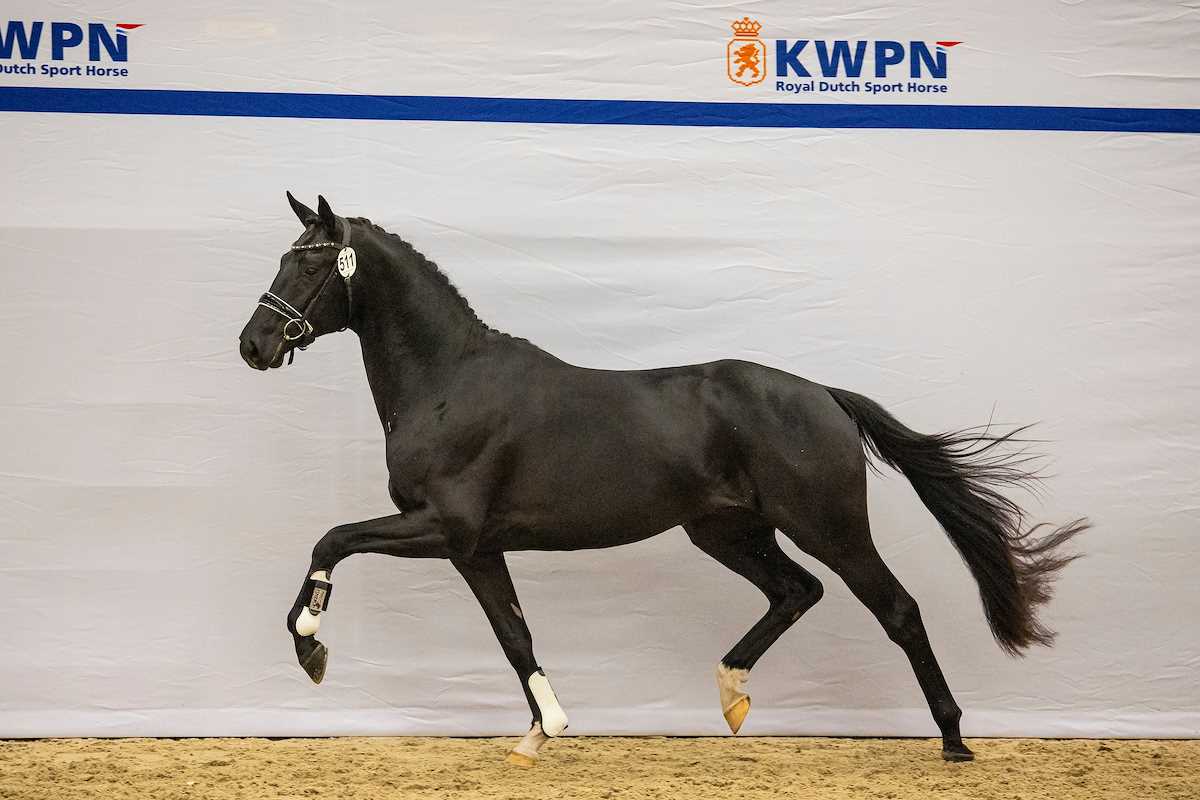 Interessante collectie KWPN Select Sale gelanceerd