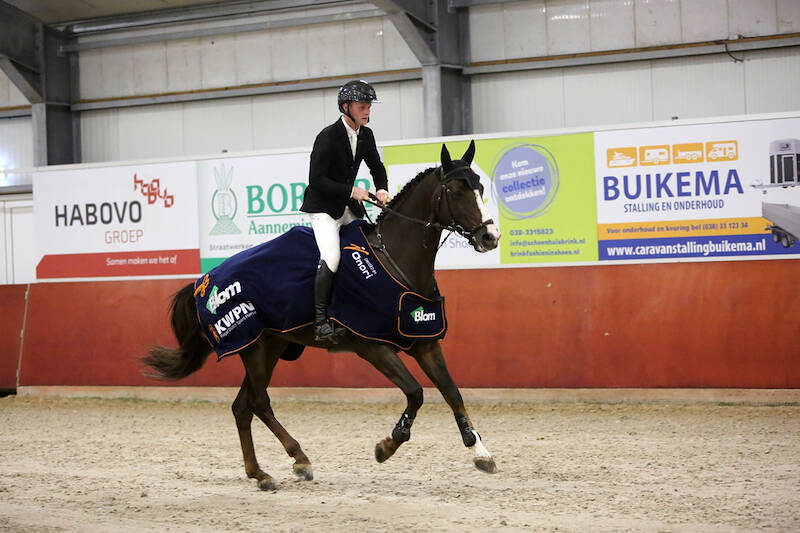 Stallion Competition IJsselmuiden: New Pleasure VDL Efficiently Claims the Top Prize