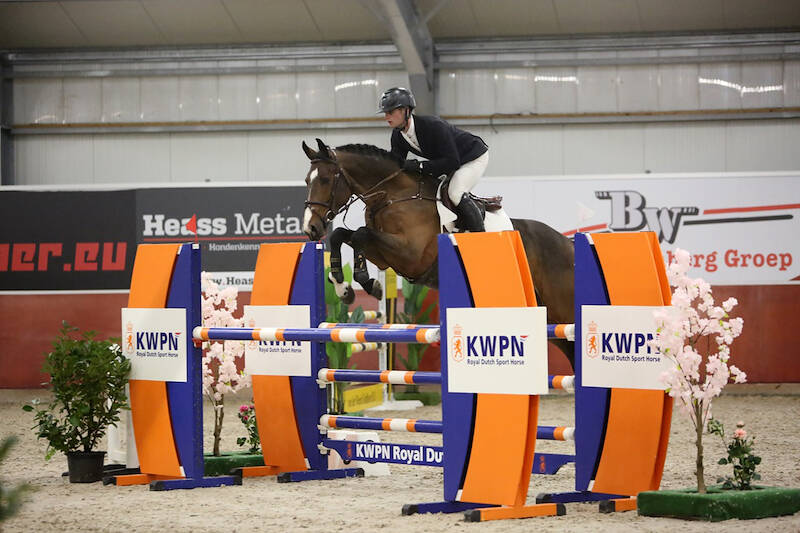 Stallion Competition IJsselmuiden: Ovinio Lives Up to Expectations