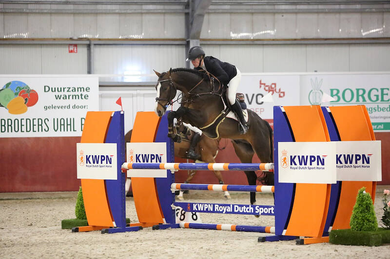 Stallion Competition IJsselmuiden: Grand Prix Potential in Four-Year-Olds