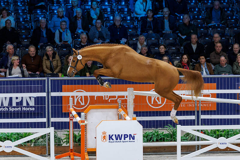 View the jumper stallions approved in 2024