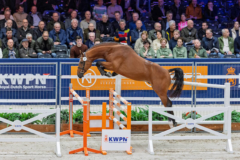 Second round viewing yields another 11 jumper stallions