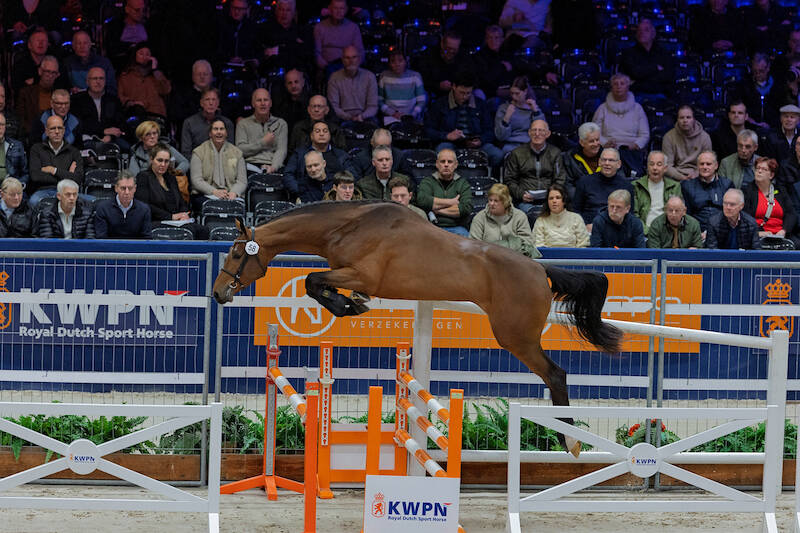 16 jumper stallions selected on second day