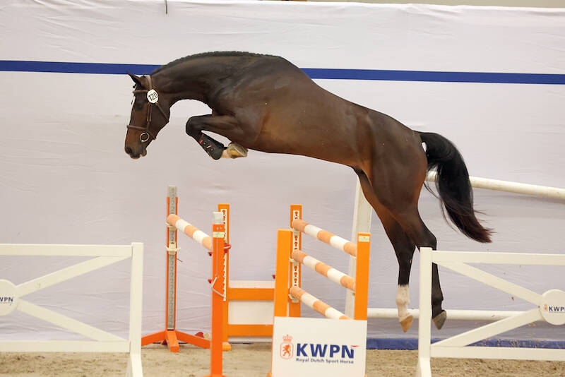 28 jumper stallions on the last regular day of the first round viewing