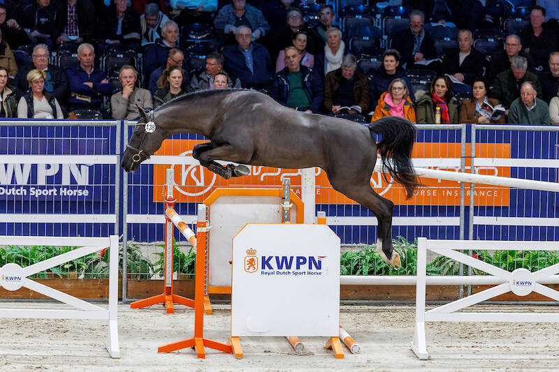 Abdel Saïd investeert in KWPN Select Sale-talent