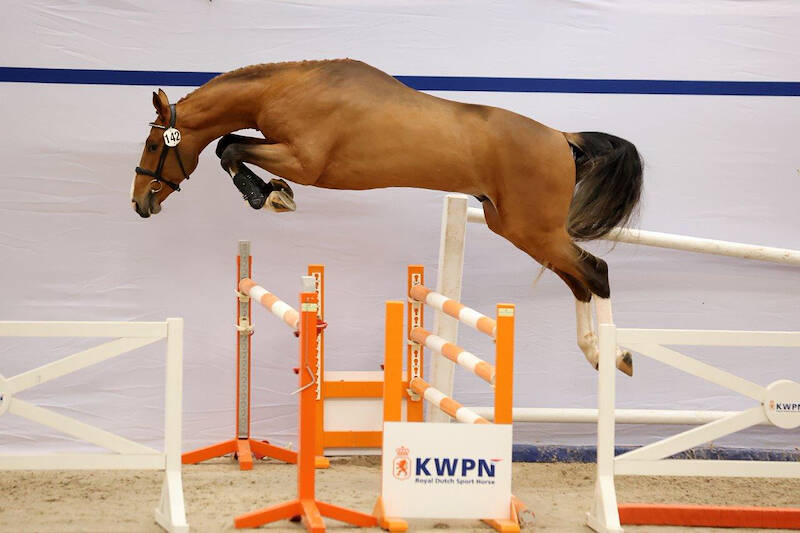 Goede oogst op eerste dag selectie springhengsten