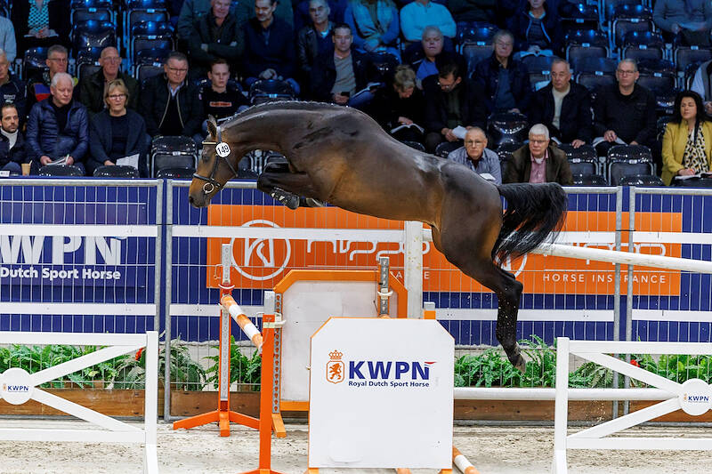 Volop kennis en expertise tijdens het International Congress of Showjumper Breeders