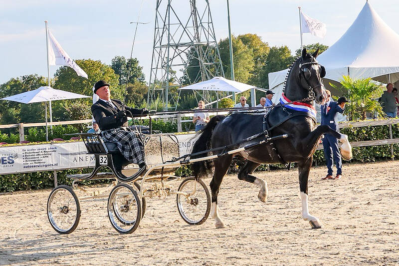 Oberon pakt overwinning in Houten en wordt winnaar Westfort-hengstencompetitie