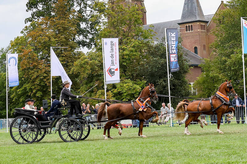 Niek Alting en  zijn vossen kampioen vierspannen in Blauwhuis