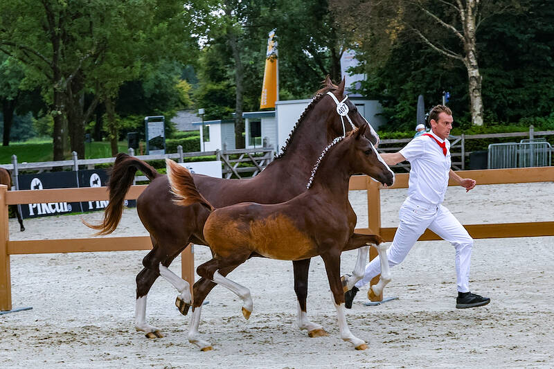 Uniek Elarda V veulenkampioen; Macho levert ook reservekampioen