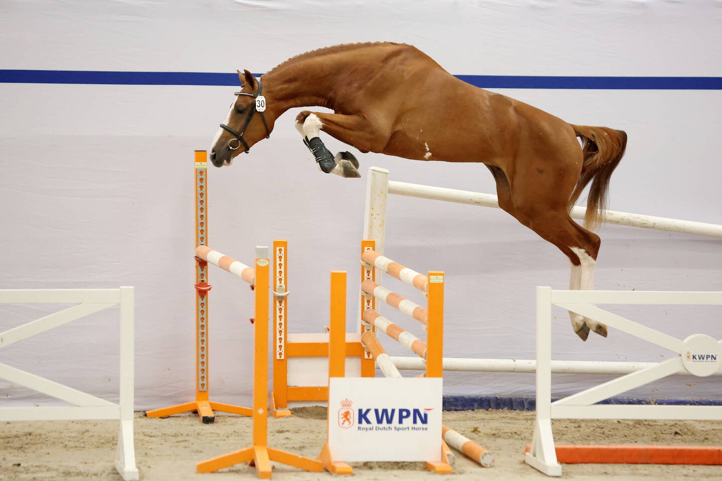 Third day brings total to 88 jumper stallions