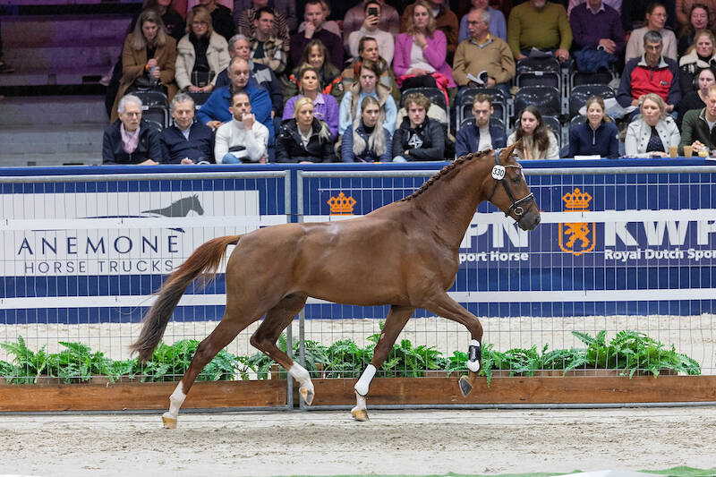 Premium stallion Simply The Best makes his breeders proud