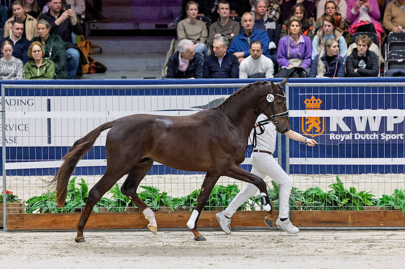 Four stallions selected for the championship round