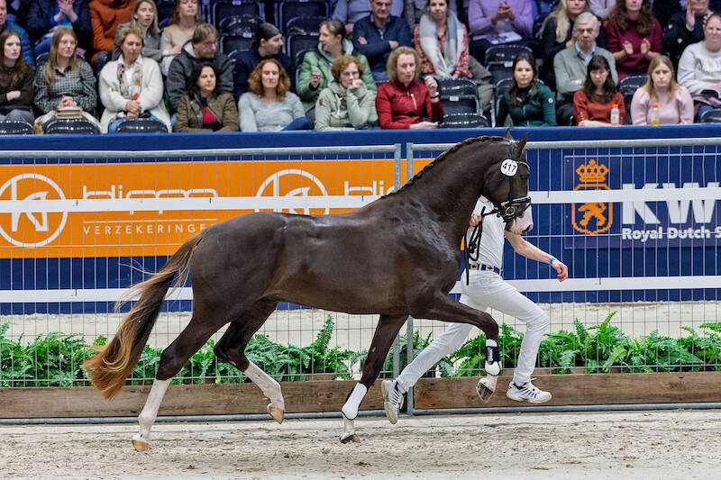 21 dressage stallions selected on final day