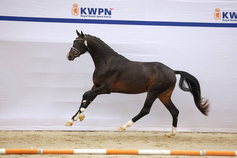 Total number of dressage stallions after five days stands at 82