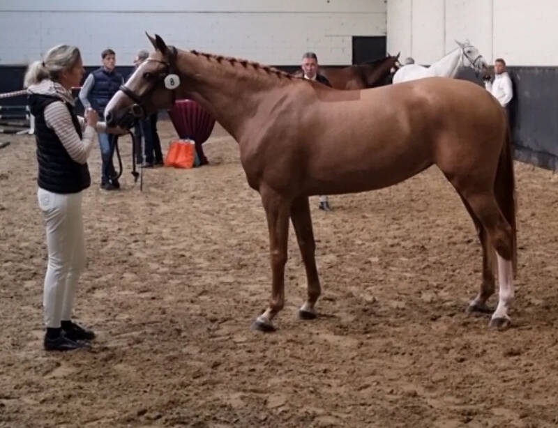 WK-finaliste Nice Girl Dito is de mooiste op SK Geesteren