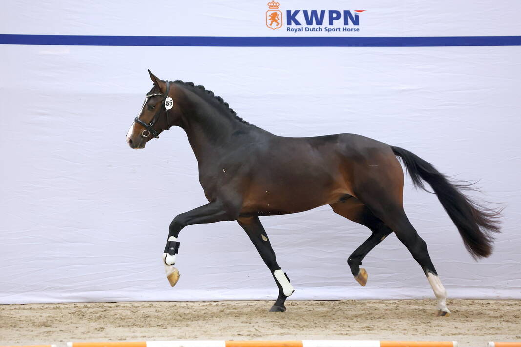 Fourth Day Brings Total to 59 Dressage Stallions
