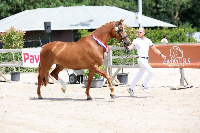 CK Utrecht: Desperado-dochter wint titel bij oudere merries