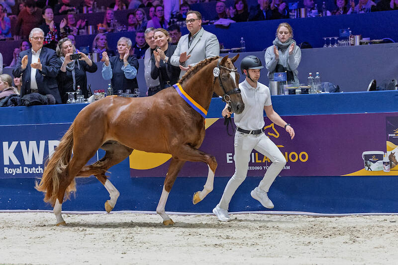 Very complete So Unique STH shining dressage champion