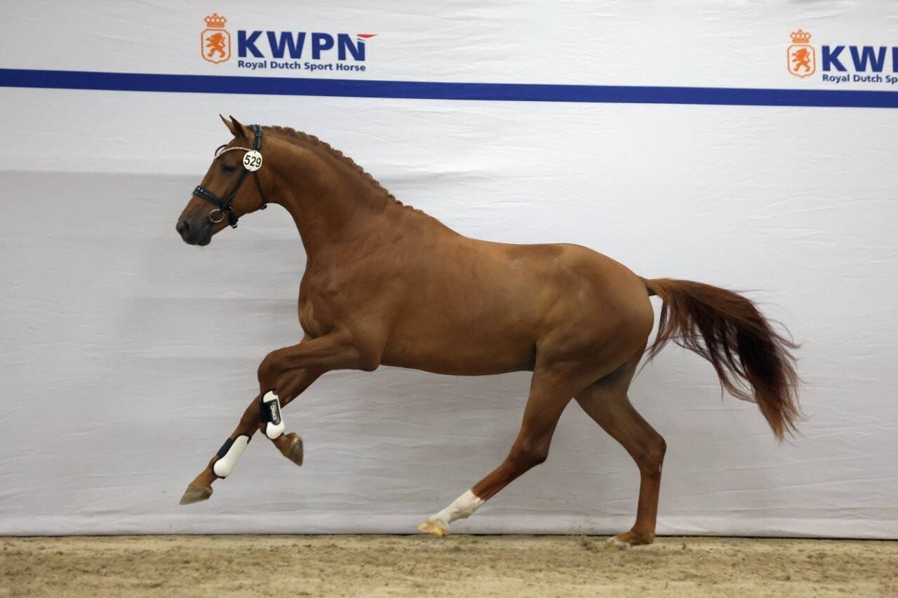 12 dressage stallions selected on opening day