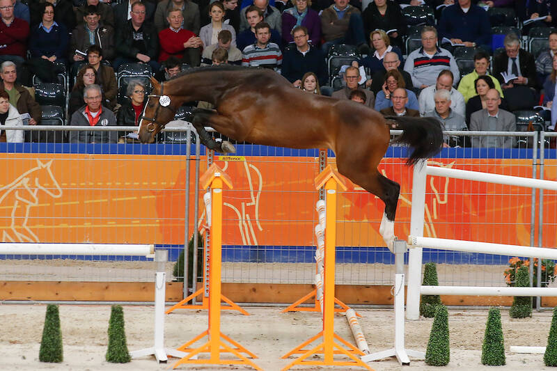 Quintin opnieuw onverslaanbaar in Grand Prix Spruce Meadows