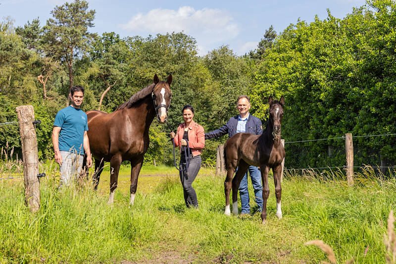 Longread: The breeding program of the Van den Tillaart family